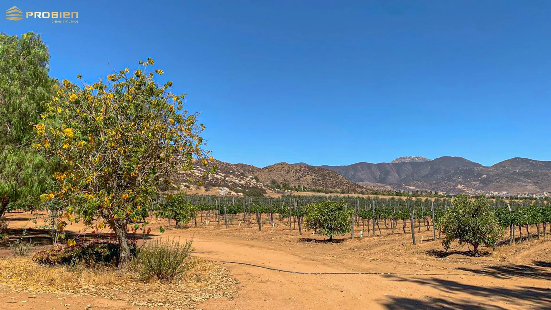 Terreno para desarrollo en Venta - Valle de Guadalupe - Foto 7 de 14
