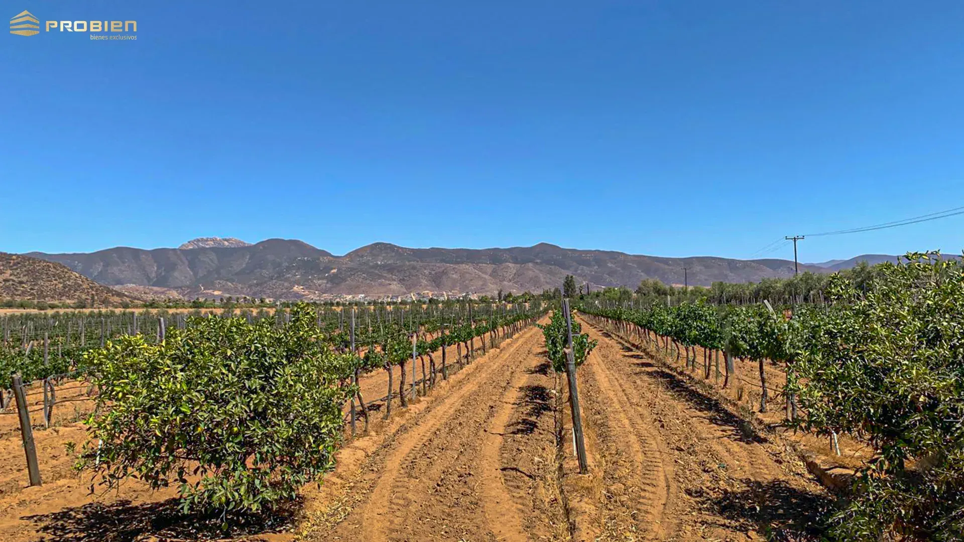 Terreno para desarrollo en Venta - Valle de Guadalupe - Foto 8 de 14